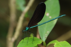 Matrona cyanoptera