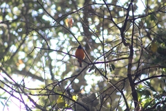 Chlorophonia elegantissima