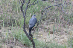 Accipiter brevipes