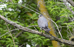 Accipiter brevipes