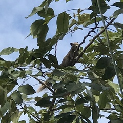 Callosciurus finlaysonii