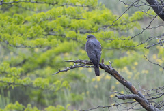 Accipiter brevipes