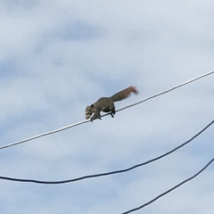 Callosciurus finlaysonii