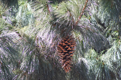 Pinus ayacahuite