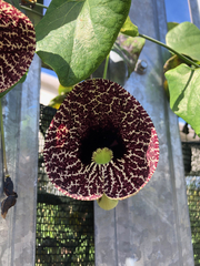 Aristolochia littoralis