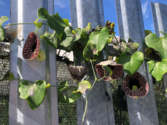 Aristolochia littoralis