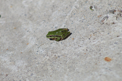 Hyla eximia