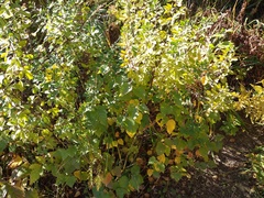 Chamaecytisus