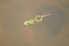 Hyla eximia