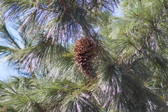 Pinus ayacahuite