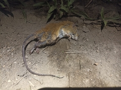 Reithrodontomys fulvescens
