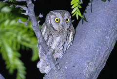 Otus scops