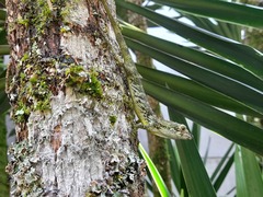 Pseudocalotes tympanistriga