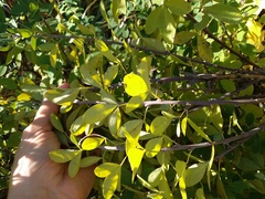 Chamaecytisus
