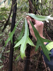 Grevillea barklyana