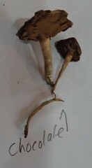 Cortinarius modestus