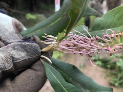 Grevillea barklyana