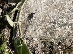 Onychargia atrocyana