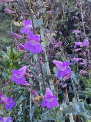 Penstemon spectabilis