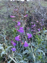 Penstemon spectabilis