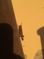 Aiolopus strepens strepens