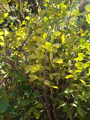 Chamaecytisus
