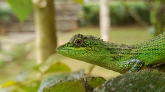 Pseudocalotes tympanistriga