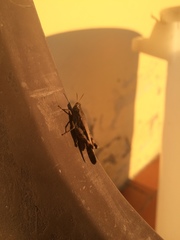 Aiolopus strepens strepens