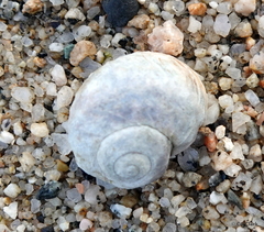 Amphibola crenata