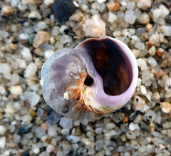 Amphibola crenata