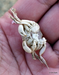 Hemigrapsus crenulatus