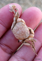 Hemigrapsus crenulatus