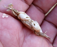 Hemigrapsus crenulatus