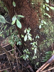 Fieldia australis