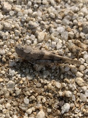 Trimerotropis pallidipennis