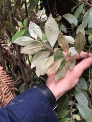Fieldia australis