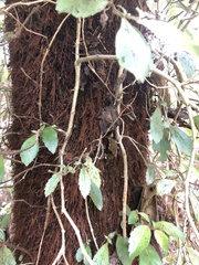 Fieldia australis
