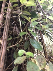 Fieldia australis