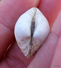 Austrovenus stutchburyi