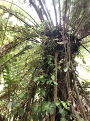 Fieldia australis