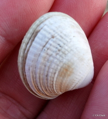 Austrovenus stutchburyi