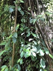 Fieldia australis