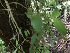 Fieldia australis