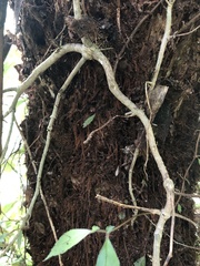 Fieldia australis