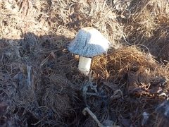 Coprinopsis annulopora