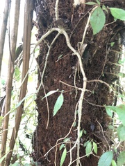 Fieldia australis
