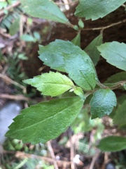 Fieldia australis
