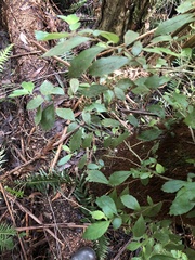 Fieldia australis