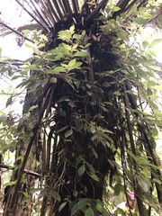 Fieldia australis