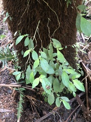 Fieldia australis